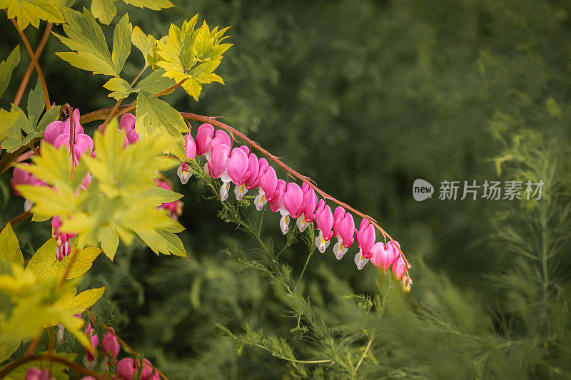 流血的心，(Lamprocapnos spectabilis)， Coeur de Marie或Cœur-de-Jeannette或Cœur-Saignant。